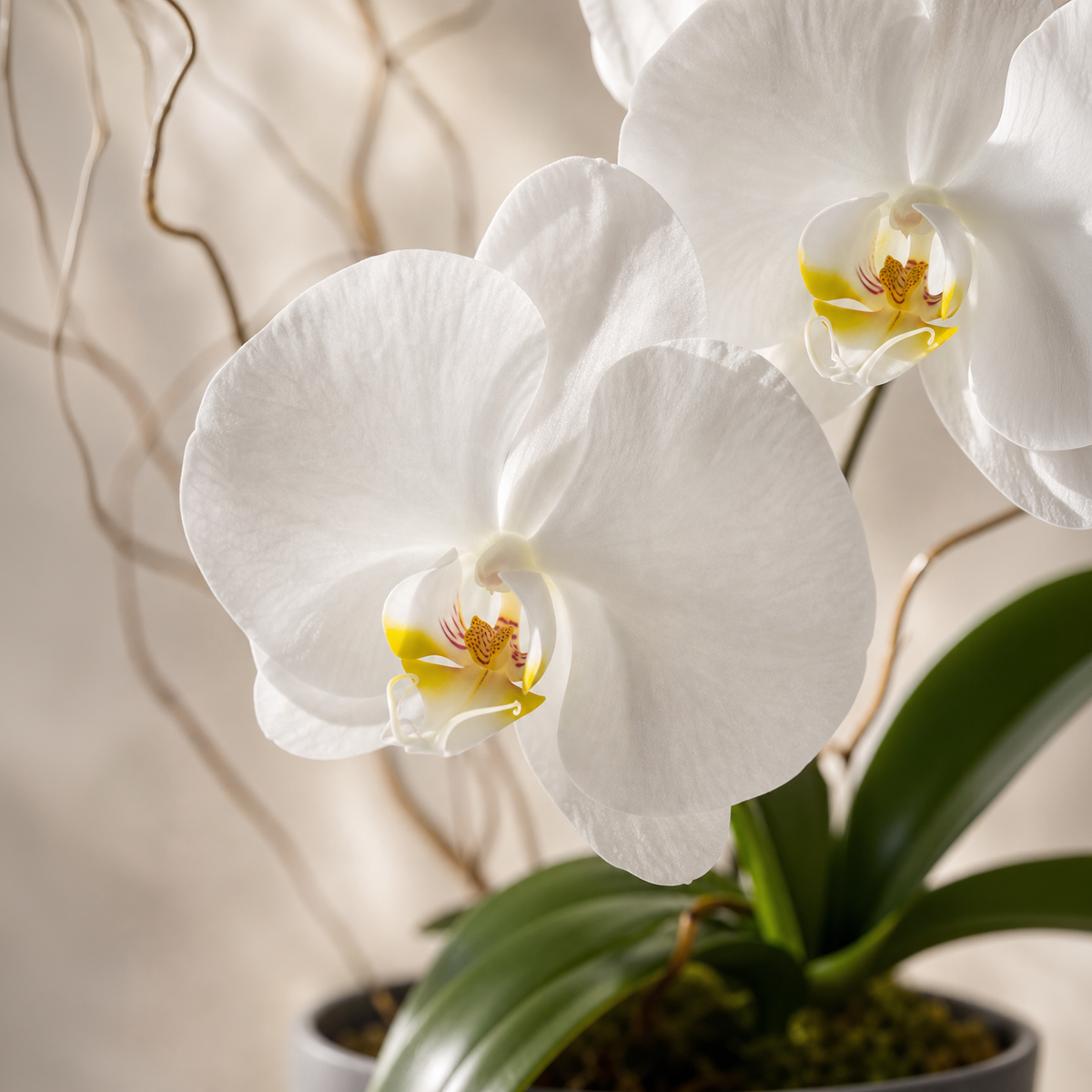 Pure Orchid (One Stem)