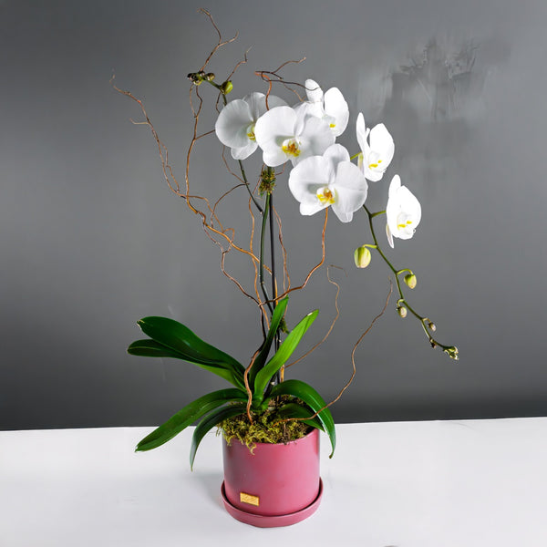 Pink Pure Orchid (One Stem)
