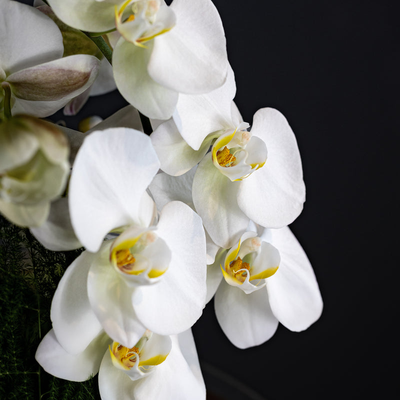 The Crimson Canvas Arrangement