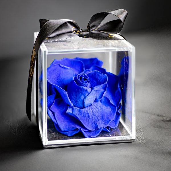 Bleu de Minuit