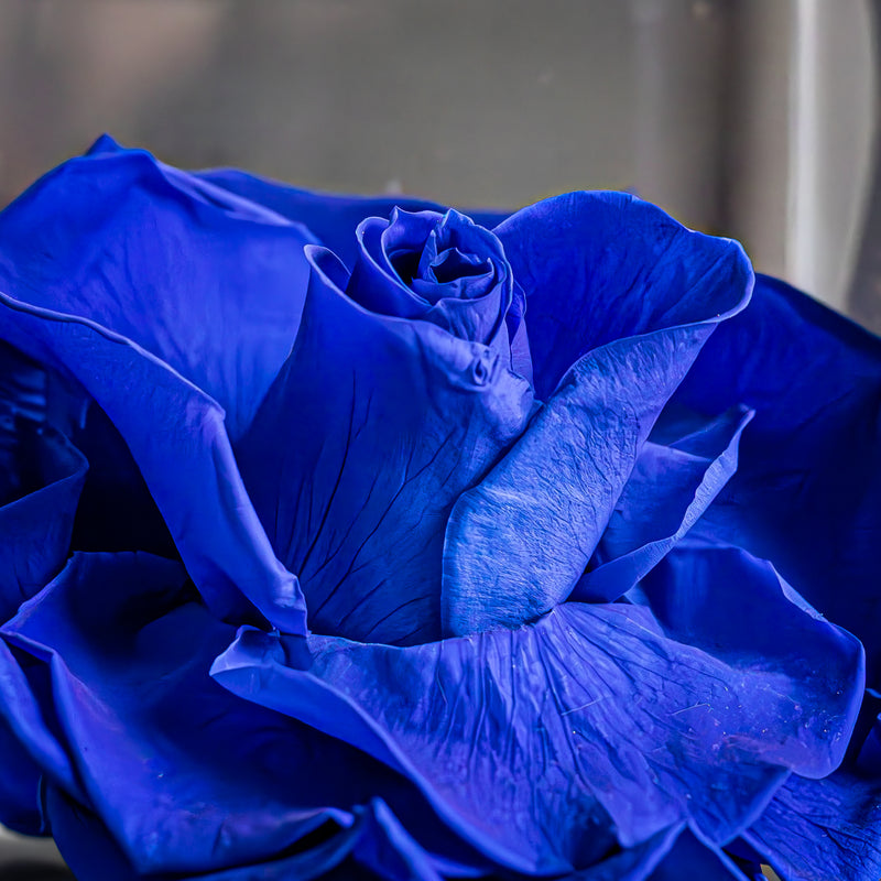 Bleu de Minuit