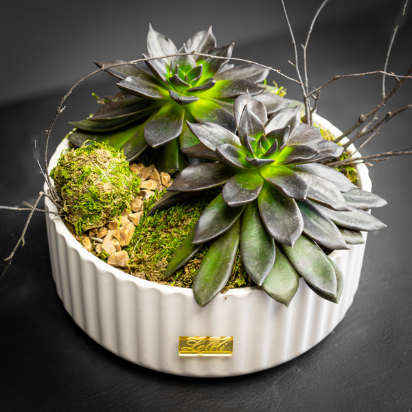 White Duo Succulent
