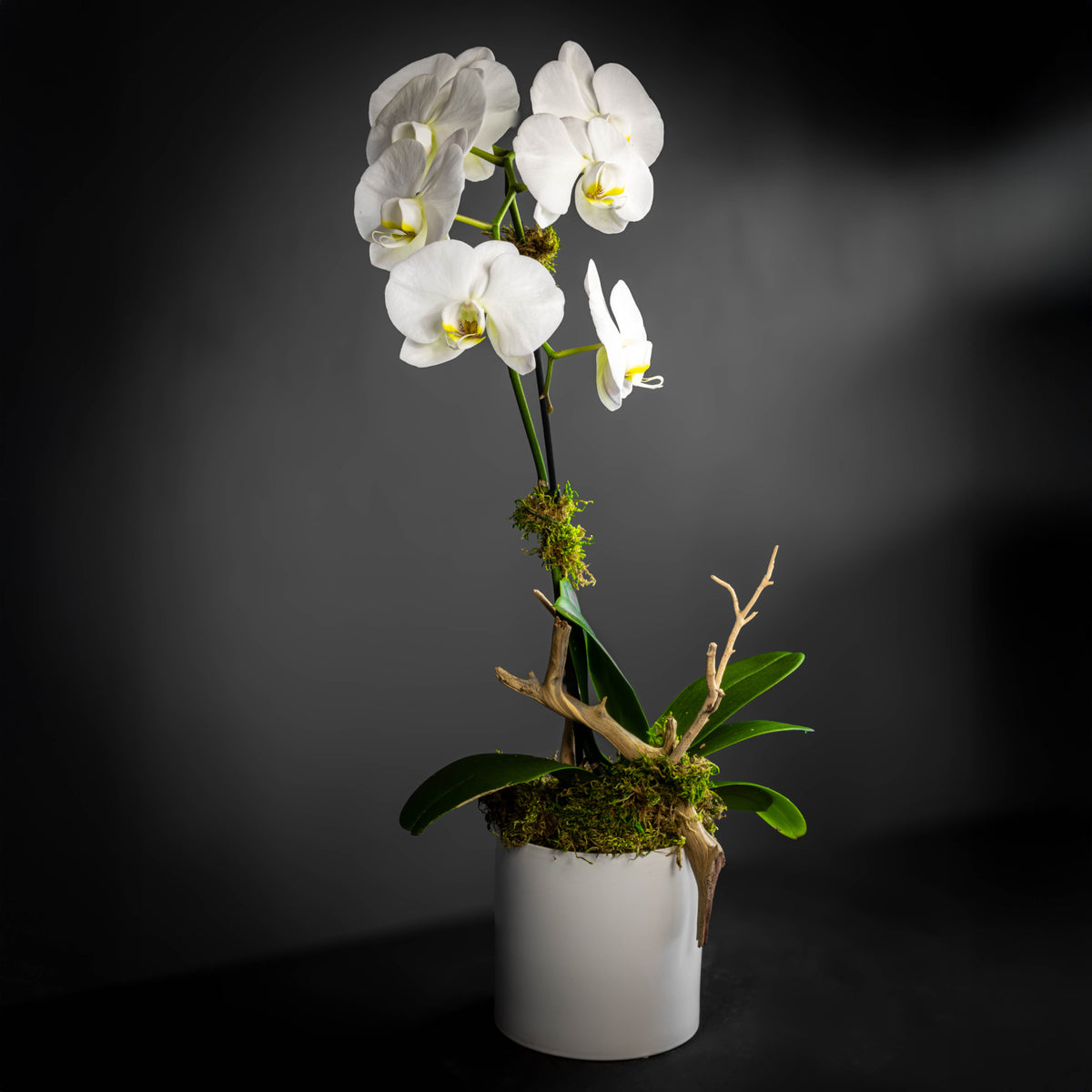Pure Orchid (One Stem)