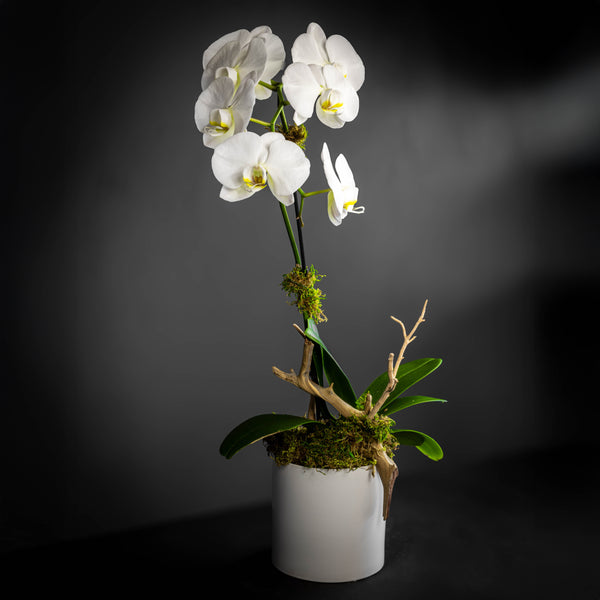 Pure Orchid (One Stem)