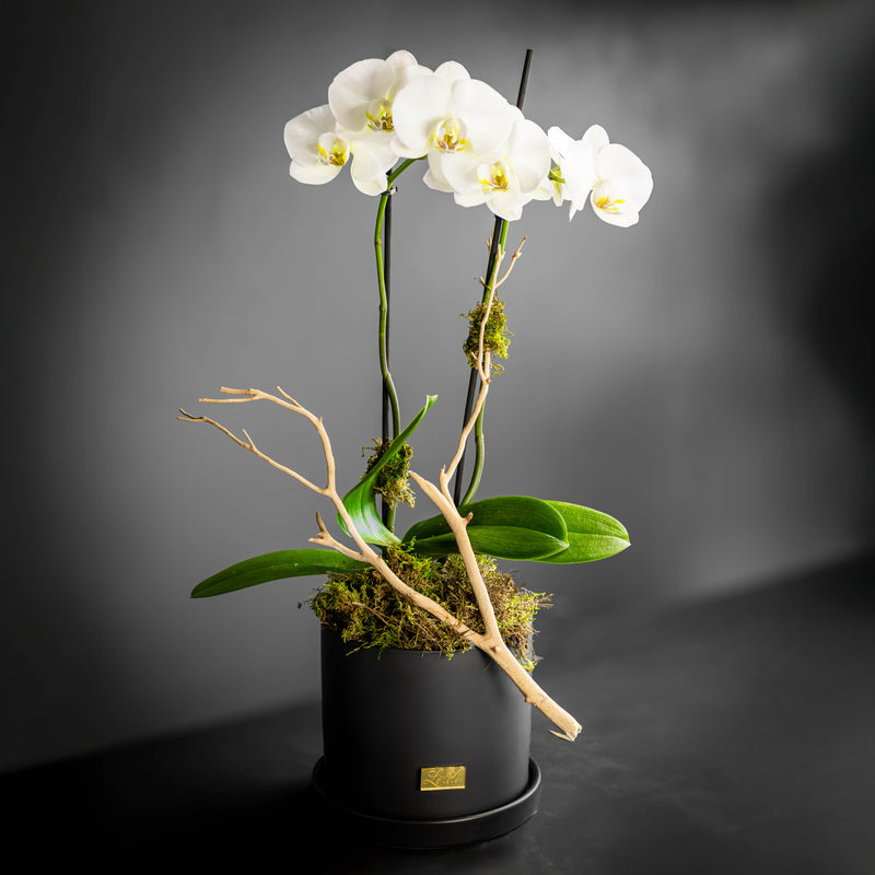 Twin Orchid (Two Stems)