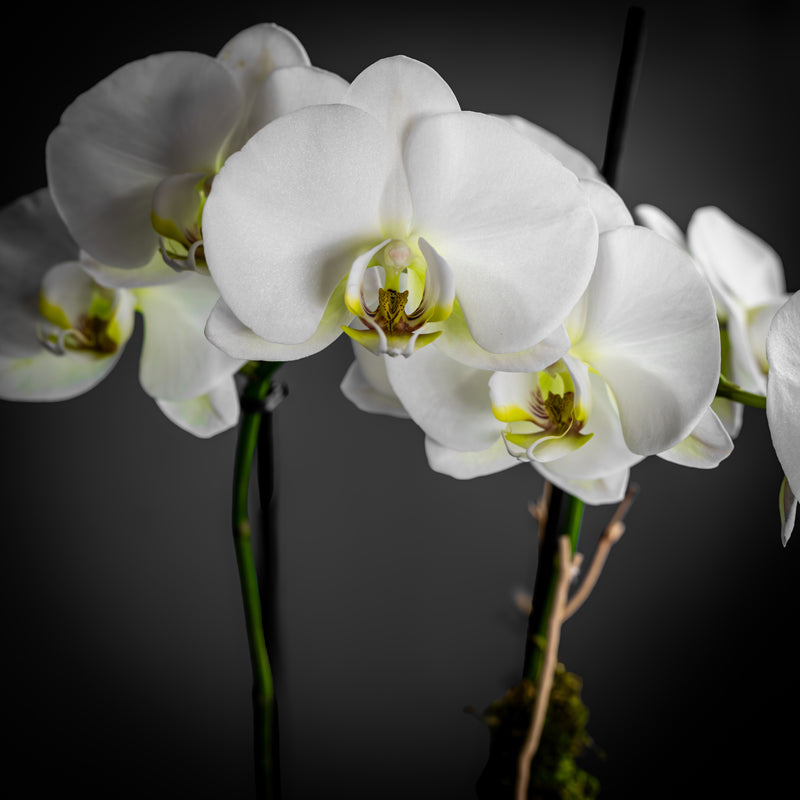 Twin Orchid (Two Stems)