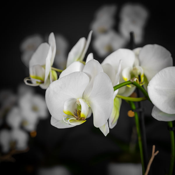 Pink Pure Orchid (One Stem)