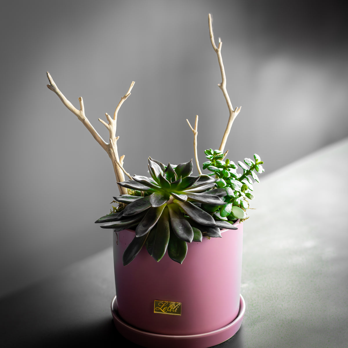 Plants – Lelili Fleurs