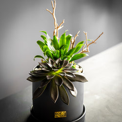 Noir Succulent