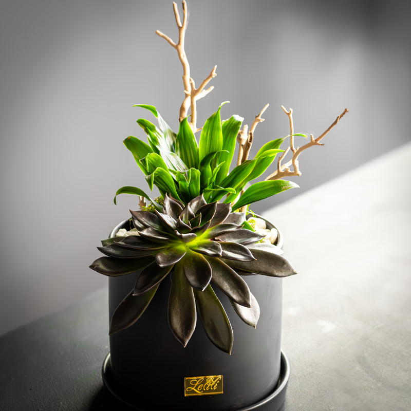 Noir Succulent
