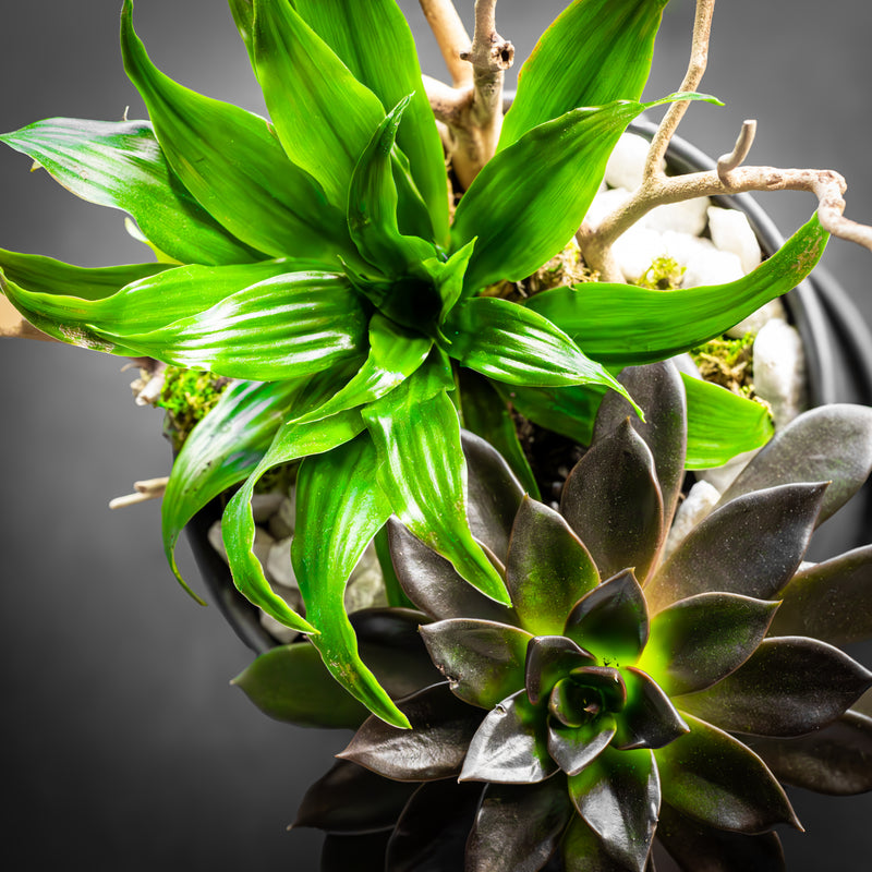 Noir Succulent