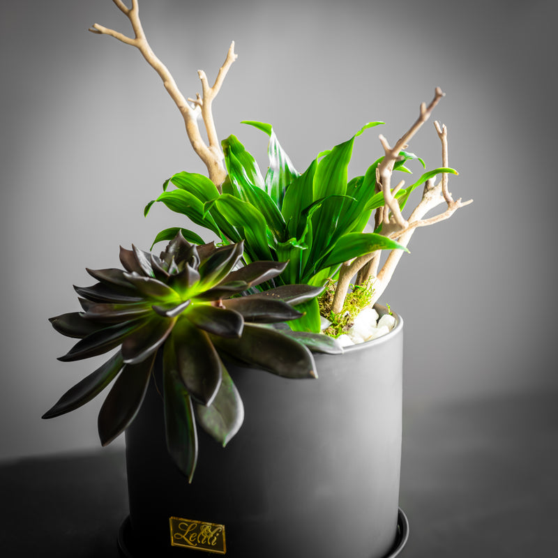 Noir Succulent