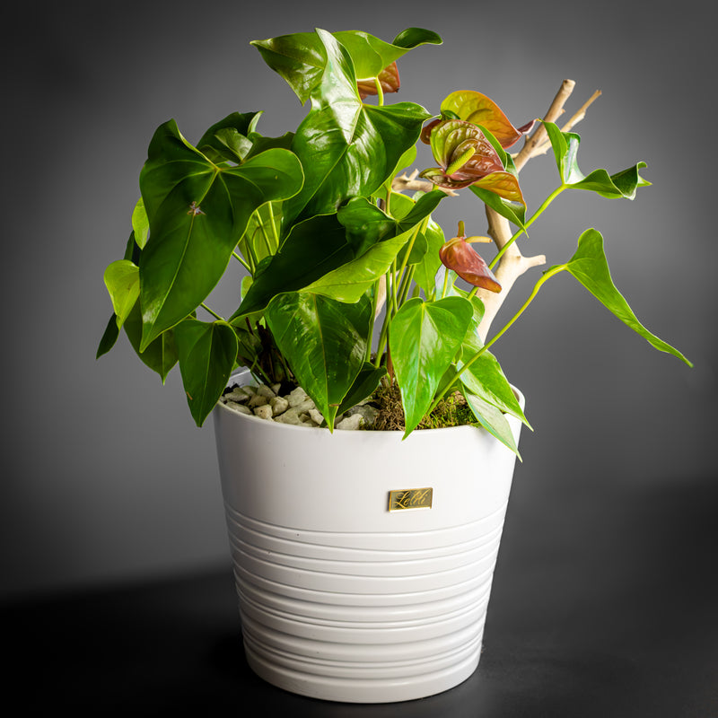 Anthurium Blanc