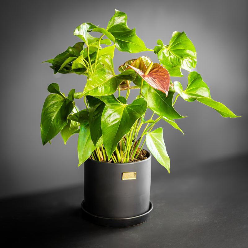anthurium noir Anthurium Noir – Lelili Fleurs