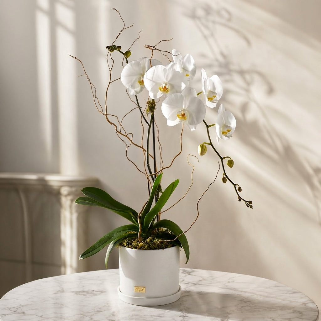 Pure Orchid (One Stem)