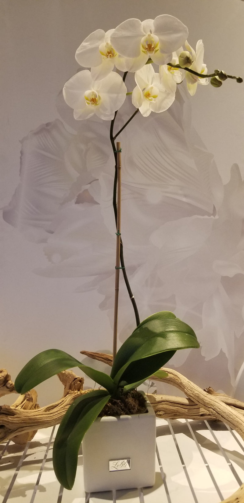 Orchid Plant