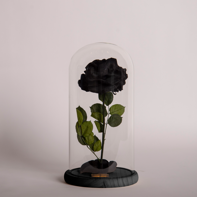 The Black Beauty